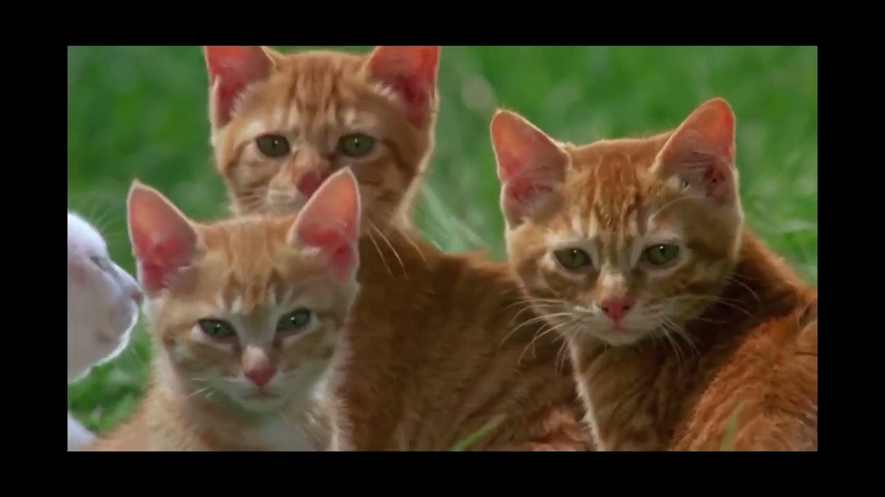 milo-and-otis-ending-youtube