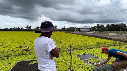 Giao Ốc Giống Tiếp Tục Lần 3 Cho Khách Hàng Ở U Minh Thượng - Kiên Giang | Liệt Vlog
