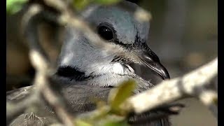 Cape Turtle Dove on Safari Live  25 November 2019