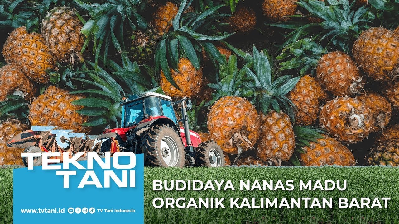 Budidaya Nanas Madu Organik Kalimantan Barat