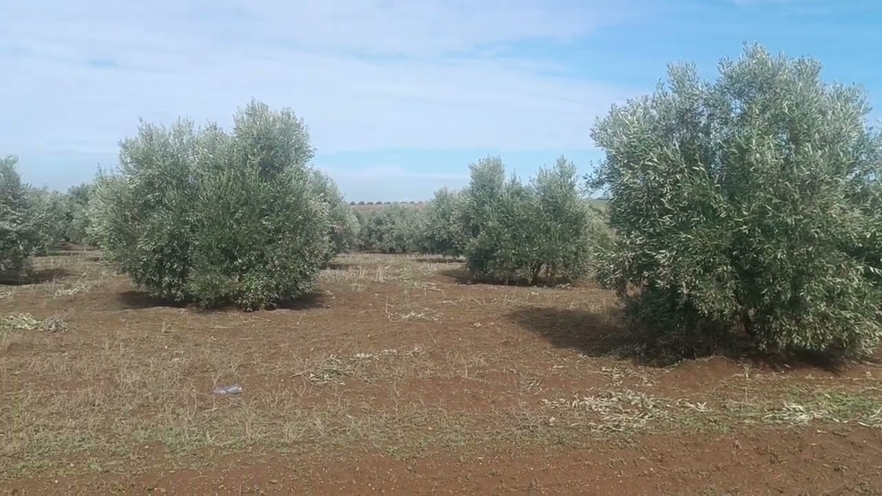 فيرما للبيع 10 هكتار سايس قرب المطار  و طريق ىسيار محافظه تيتر 0679444657