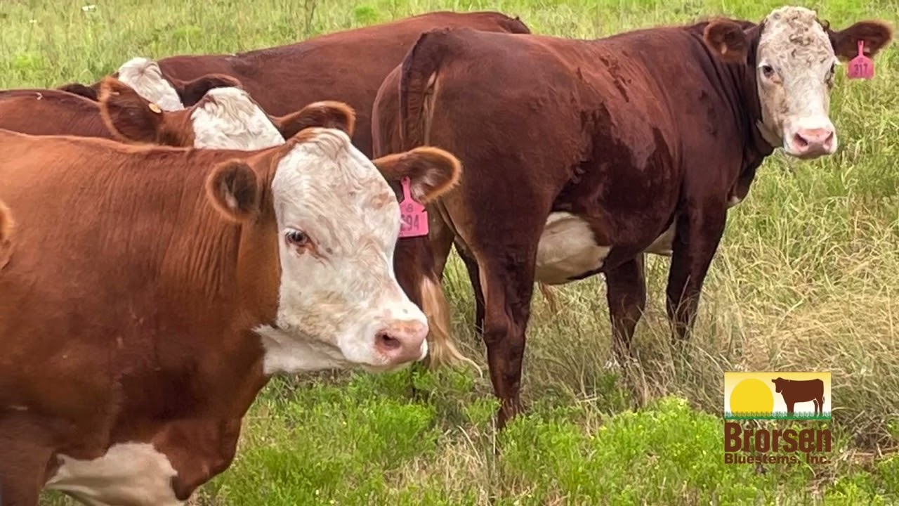 Brorsen Bluestem Cattle; 2025 Red White Face Spring calvers