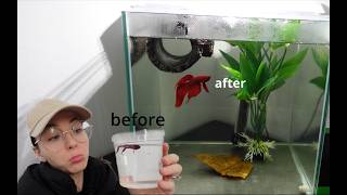 surprise BETTA fish rescue! SUCCESS?