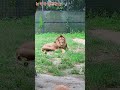 【八木山動物園】サン君、ヒマそうだなぁ❣️