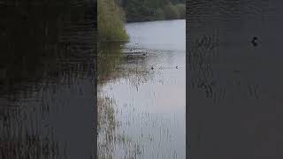 rooting for the planet #nature #tree #dogwalk #walk #wildlife #hiking #wildlifegarden #ttees