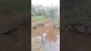 Download Lagu Disini banyak ikannya ni tapi jangan lupah mohon di subscribe like share chomen tekan loncengnya MP3