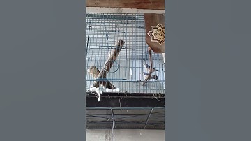 Breeding Rambatan Paruh Merah #birds #rambatangacor #rambatanparuhmerah #rambatan