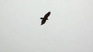 Red Backed Hawk Flies With Wild Cernicalo