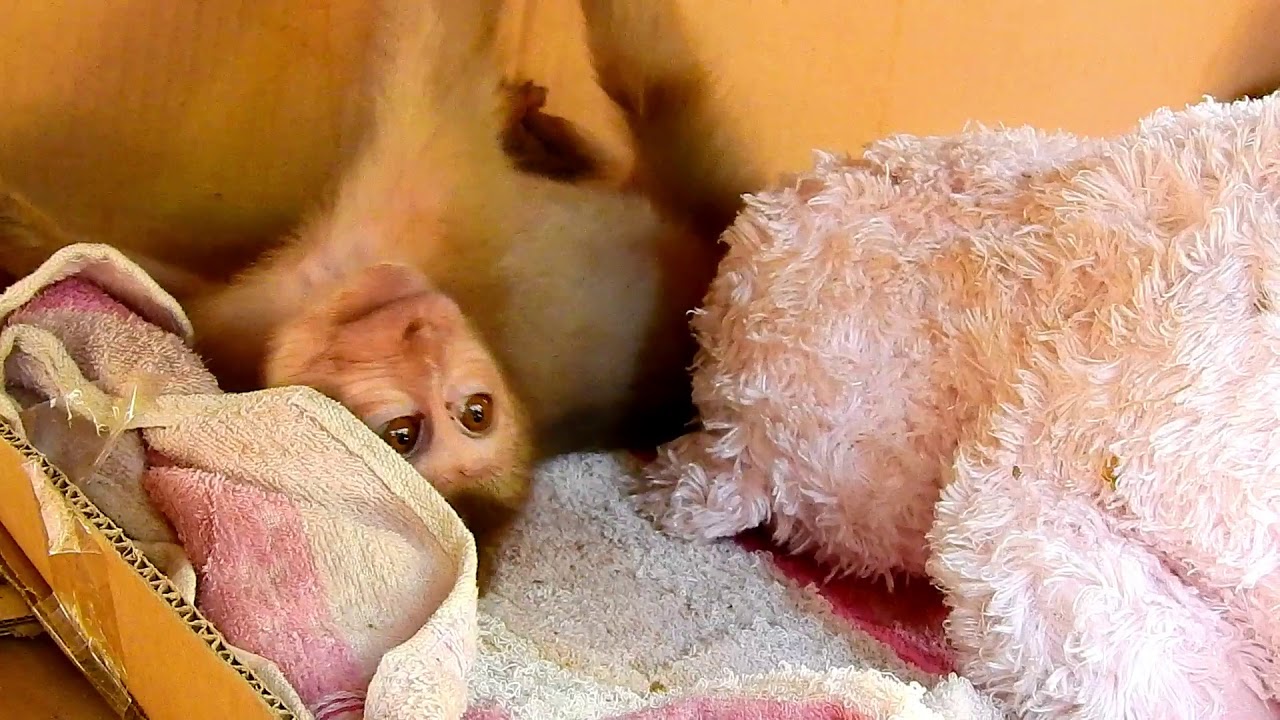 newborn monkey abandoned Axel wonder why everything around him clean/ clean environment hope he got healthy