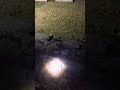 Cemetery in Canadensis Pa.