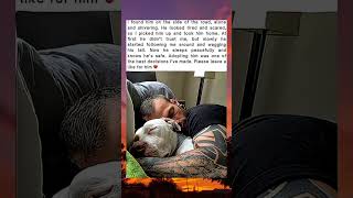 He Was Shivering on the Road… Now He Sleeps Safe 🐾❤️