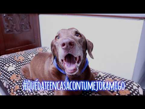 #quedateencasacontumejoramigo