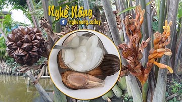 Trái dừa nước gần gũi với người dân miền Tây Nam Bộ