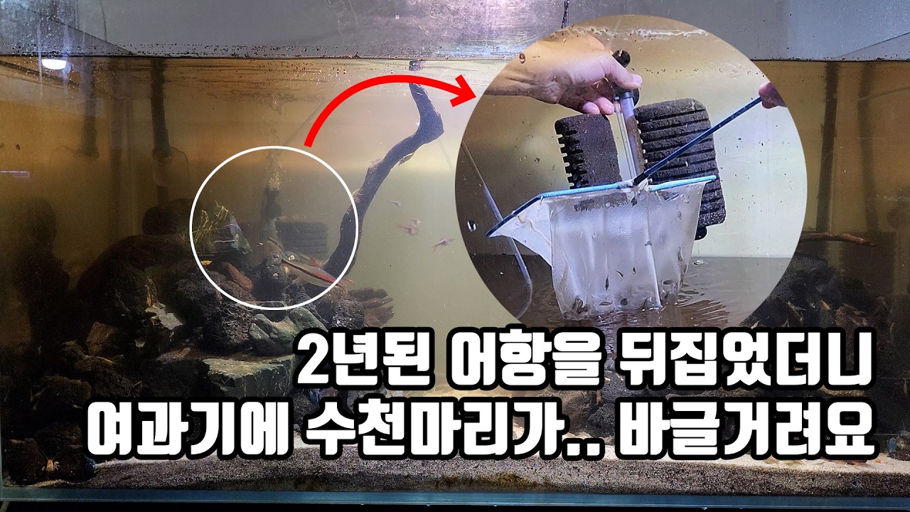 2년된 어항을 뒤집었더니 여과기에 수천마리가 바글거려요 ㄷㄷ