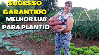 Qual A Melhor Lua Para Plantar Batata Doce E Produzir Muito