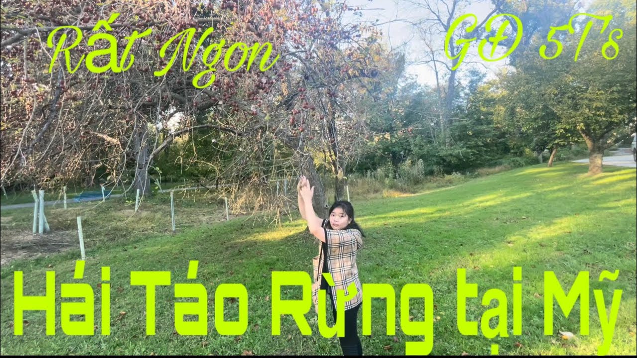 Hái Táo Rừng tại Mỹ | GĐ 5T tại USA #341 - YouTube