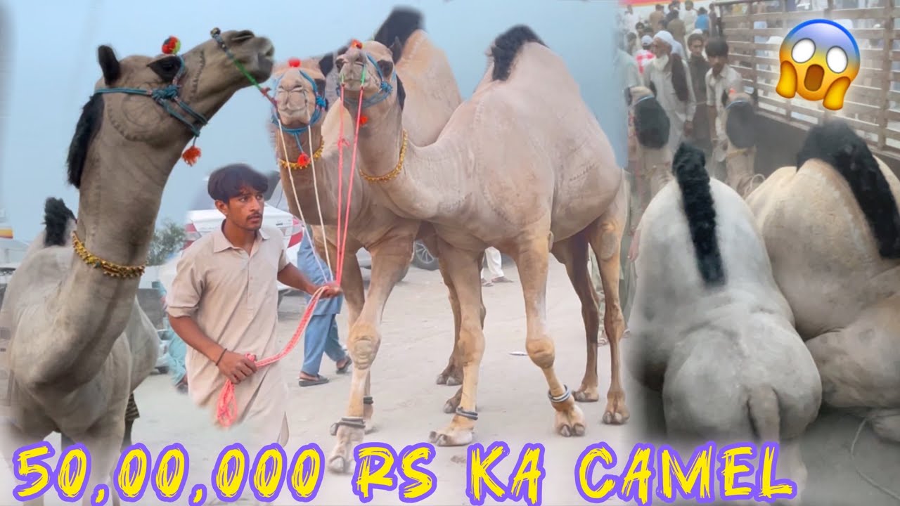 Gujranwala Most Expensive Camel 🐫 😨 // Only 50,00,000 Rs // Camel Mandi Vlog