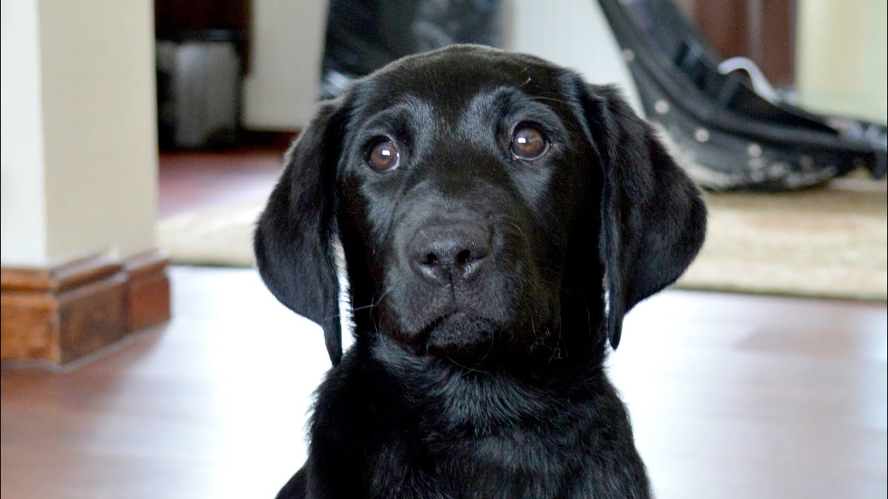 Labrador Puppy Clicker Training Session YouTube labrador-puppy-clicker-training-session-youtube