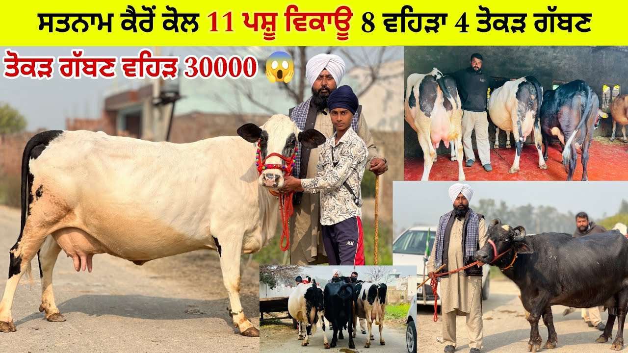 ਸਤਨਾਮ ਕੈਰੋਂ ਕੋਲ 11 ਪਸ਼ੂ ਵਿਕਾਊ 9 ਵਹਿੜਾ 3 ਮੱਝਾ ਵਿਕਾਊ ਮੁੱਲ ਬਿਲਕੁਲ ਜ਼ਾਇਜ ਪਿੰਡ ਕੈਰੋਂ ਤਰਨਤਾਰਨ 