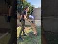Sit pretty! #dogtraining #malinois #dog #sandiegomalinois #alignedk9