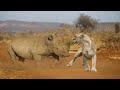 Lion&#39;s Mistake When Angering Rhino And Trying To Attack Its Cub