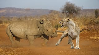 Lion&#39;s Mistake When Angering Rhino And Trying To Attack Its Cub