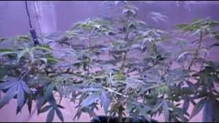 Kaya47@Advanced Seeds