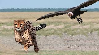 видео: ВЫ Должны Это Увидеть! Эти Животные Связались Не с Тем Соперником! картинка: ВЫ Должны Это Увидеть! Эти Животные Связались Не с Тем Соперником!