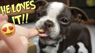 boston terrier not eating