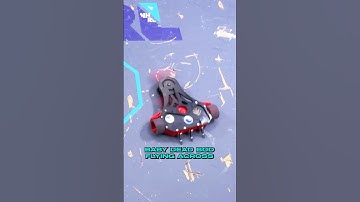 Waarom deze kleine Britse robot de vechtscène domineert