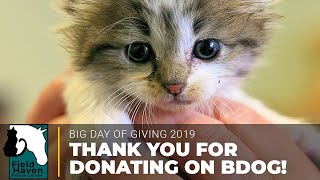 Thank You for Donating on Big Day of Giving 2019 || FieldHaven Feline Center