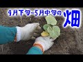 家庭菜園の春2020/4/24～5/19　畑　初心者　土作り　じゃがいも　ナス　かぼちゃ　さやえんどう