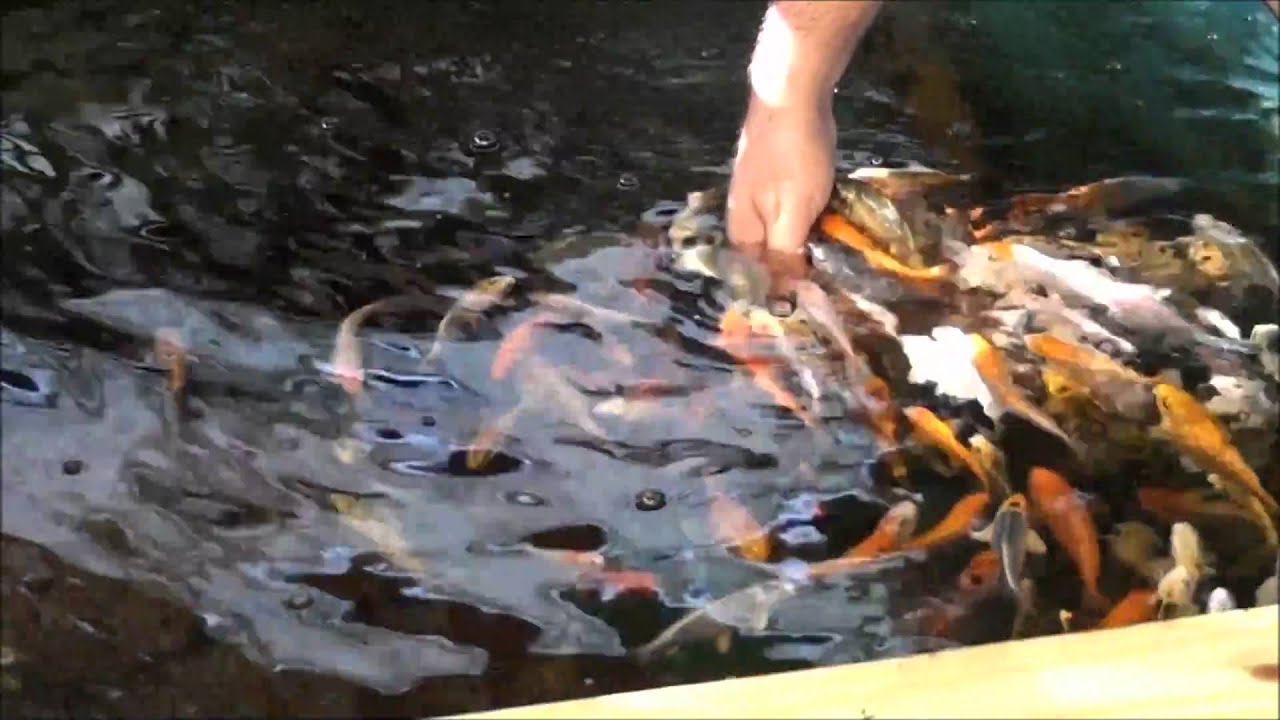 Aquaponics Tour 2011 - Sahib Punjabi Aquaponics Farm - YouTube