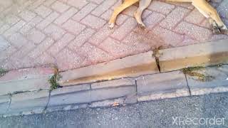 Bizi Köpek Kovalıyor