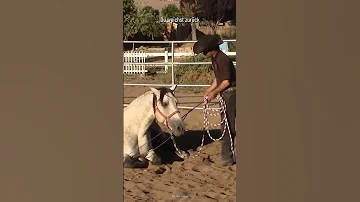 Können Pferde Menschen angreifen?