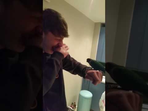 Angry Parot Shows Who’s The boss Angry Parot Shows Who’s The boss