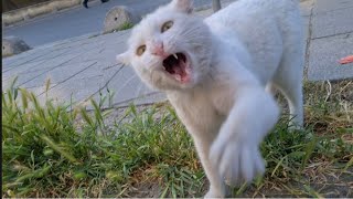 Angry White Cat Turns into Beast When Angry.