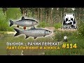 Русская Рыбалка 4 #114 - Вьюнок - Рачий перекат. Лайт спиннинг и Aikkila