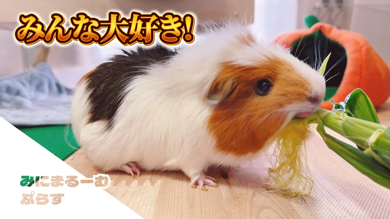 モルモット】夏が来る？！ということはアレもくる！🌽 |ペットVlog