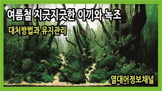어항속 이끼 발생원인과 유지관리-열대어정보채널-열대어박사