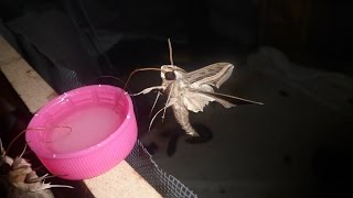 Feeding My Pet Moth!  Vine hawkmoth (Hippotion celerio )
