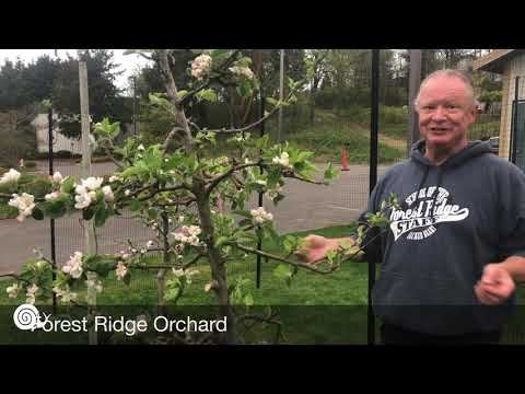 What’s The Buzz on the Ridge? Beekeeping at the Forest Ridge School