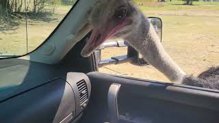 Hand Feeding Ostriches from the truck