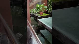 Cá ở đây gầy quá #sanvuon #mauvuon #caytrongnha #koi