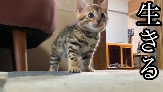 最後の１匹の猫の物語