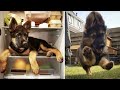 Funny and cute german shepherds that will change your mood for good  gsd puppy