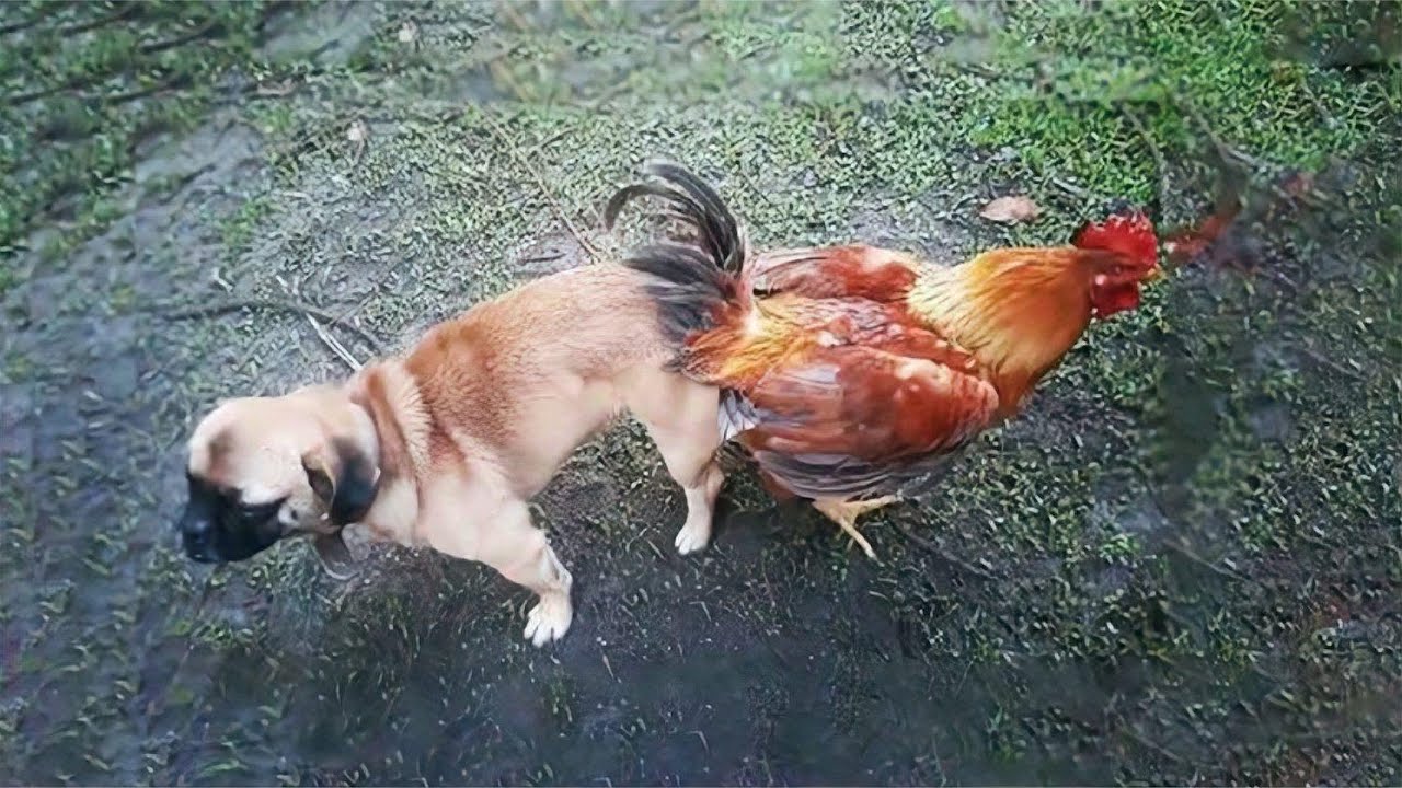鸡犬不宁