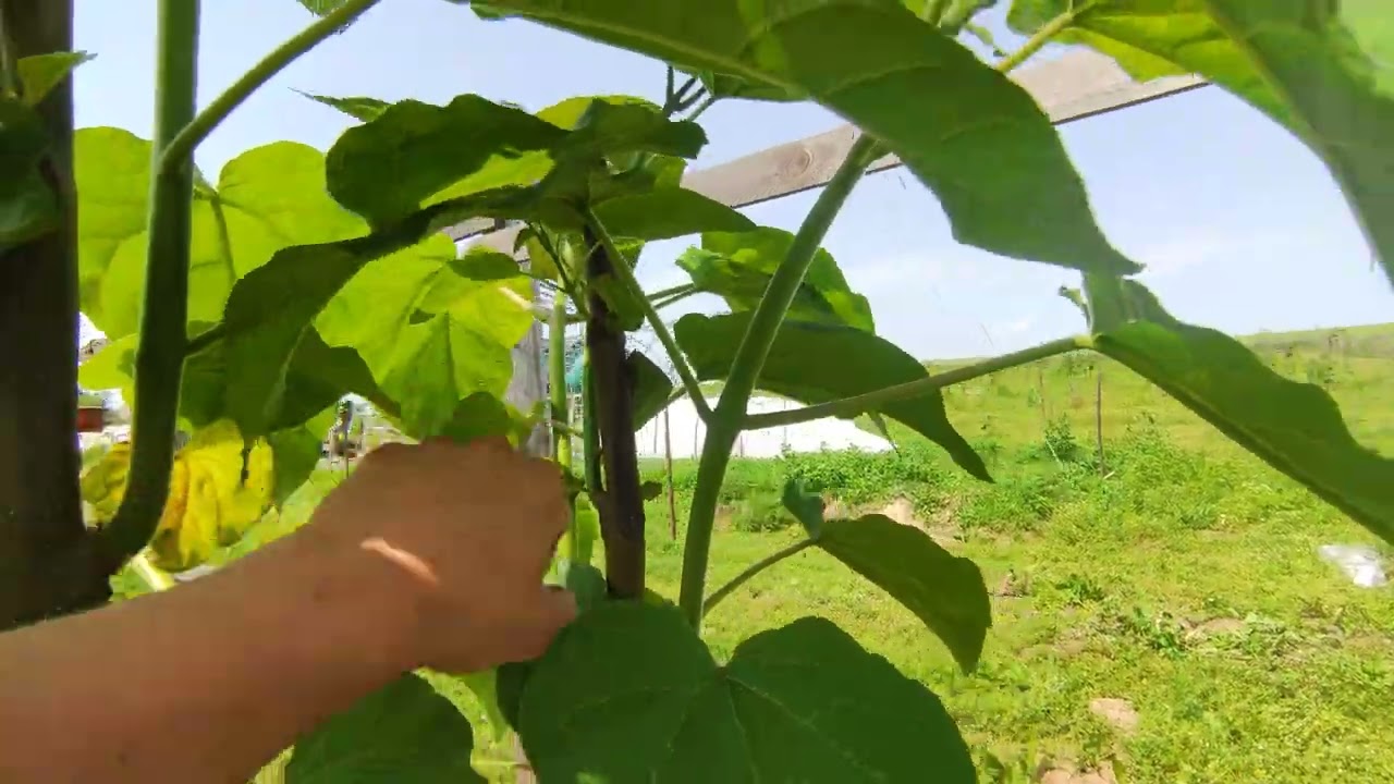 Павловния в Беларуси, 3 год выращивания