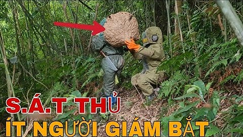 CHINH PHỤC CÂY CỔ THỤ 2 TỔ ONG RỪNG - LOÀI ONG S.Á.T THỦ BẦU TRỜI