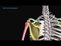 Recreación animada en 3D de la anatomia del hombro